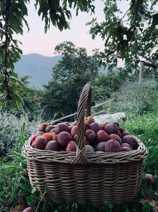 Il Riccio Appartamento Cernobbio Exterior foto